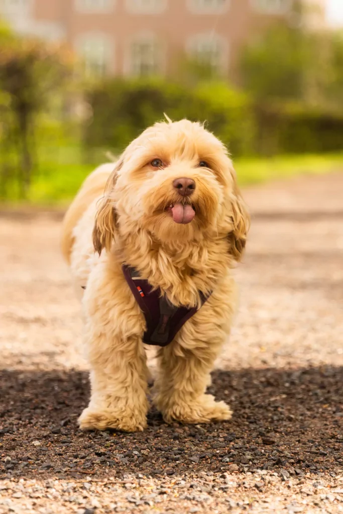 ansattbilde av hunden puck i bravo norge